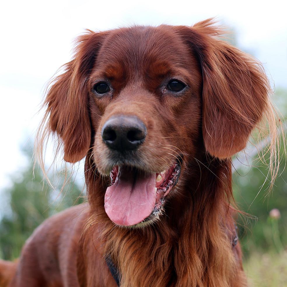 LUENTOPAKETTI: Koiran kipu & Koiran stressi ja käytöshäiriöt by Onnelliset Tassut / AE GISS OY